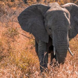 pexels-renato-conti-1385524-2677849