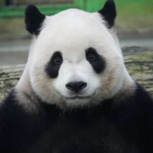 pexels-snow-chang-2148891262-33879392