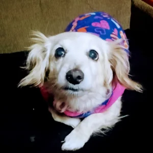 WhatsApp-Image-2024-05-29-at-11.19.39-AM-jpeg