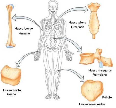Clasificación de los huesos humanos: hueso largo, plano, corto, irregular y sesamoideo