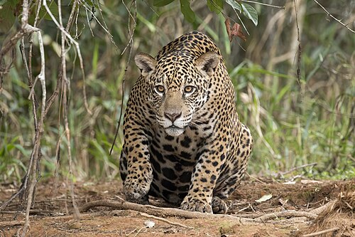 Jaguar en un entorno natural