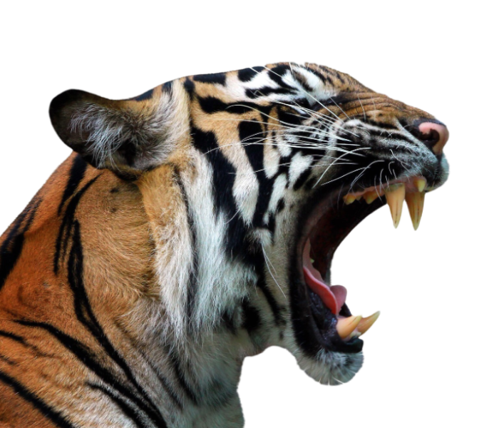 Adobe Express - file (2)