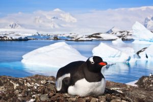 penguin on a stony coast in Antarctica