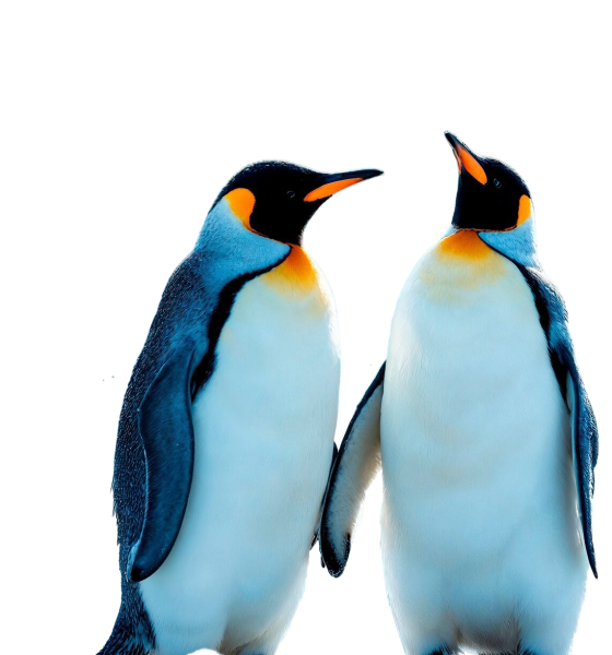 primer-plano-pinguinos-naturaleza